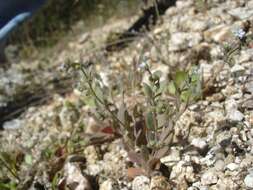 Imagem de Gyrocaryum oppositifolium B. Valdés