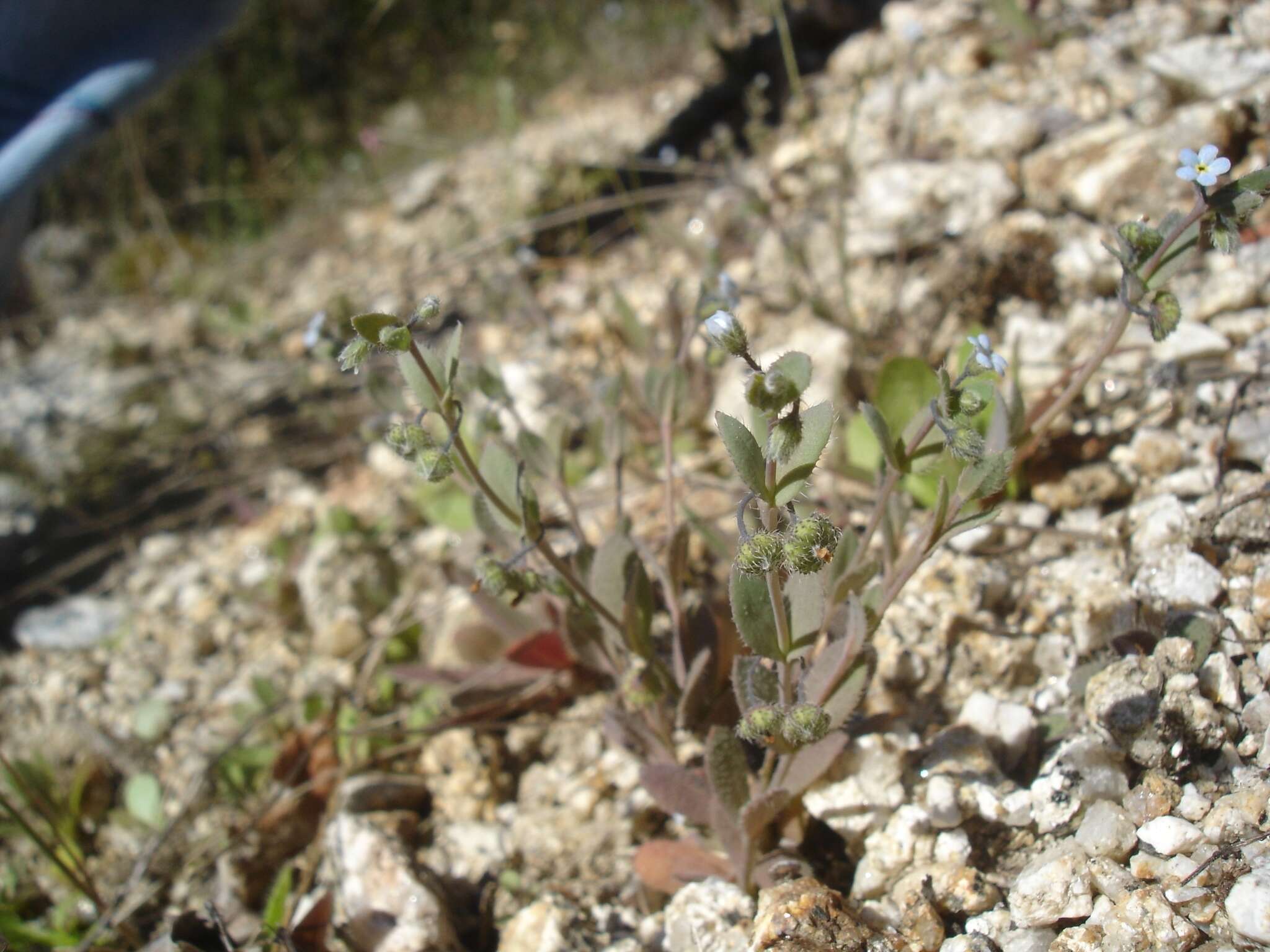 Слика од Gyrocaryum oppositifolium B. Valdés