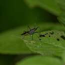 Image of Sphedanolestes gularis Hsiao 1979