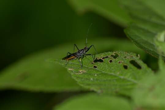 Image of Sphedanolestes gularis Hsiao 1979