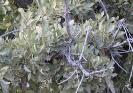 Image of Chihuahuan oak