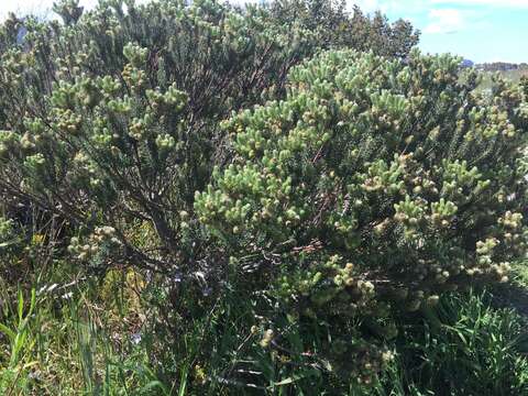 Imagem de Phylica strigosa Berg.