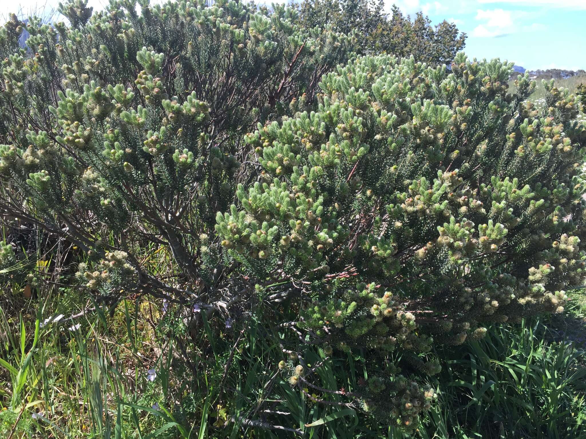 Phylica strigosa Berg. resmi