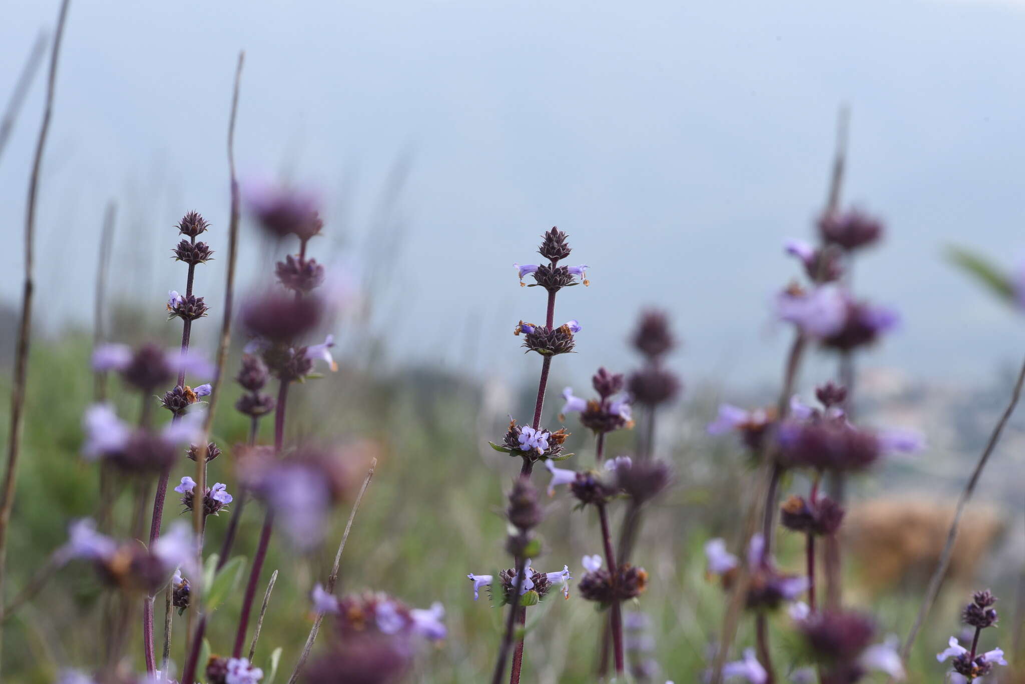 Imagem de Salvia munzii Epling