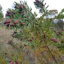 Image of Leucadendron macowanii Phillips