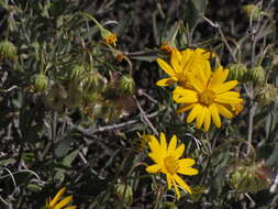 Plancia ëd Osteospermum sinuatum var. sinuatum