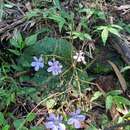 Streptocarpus polyanthus subsp. verecundus Hilliard resmi