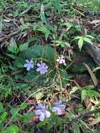 Image of Streptocarpus polyanthus subsp. verecundus Hilliard