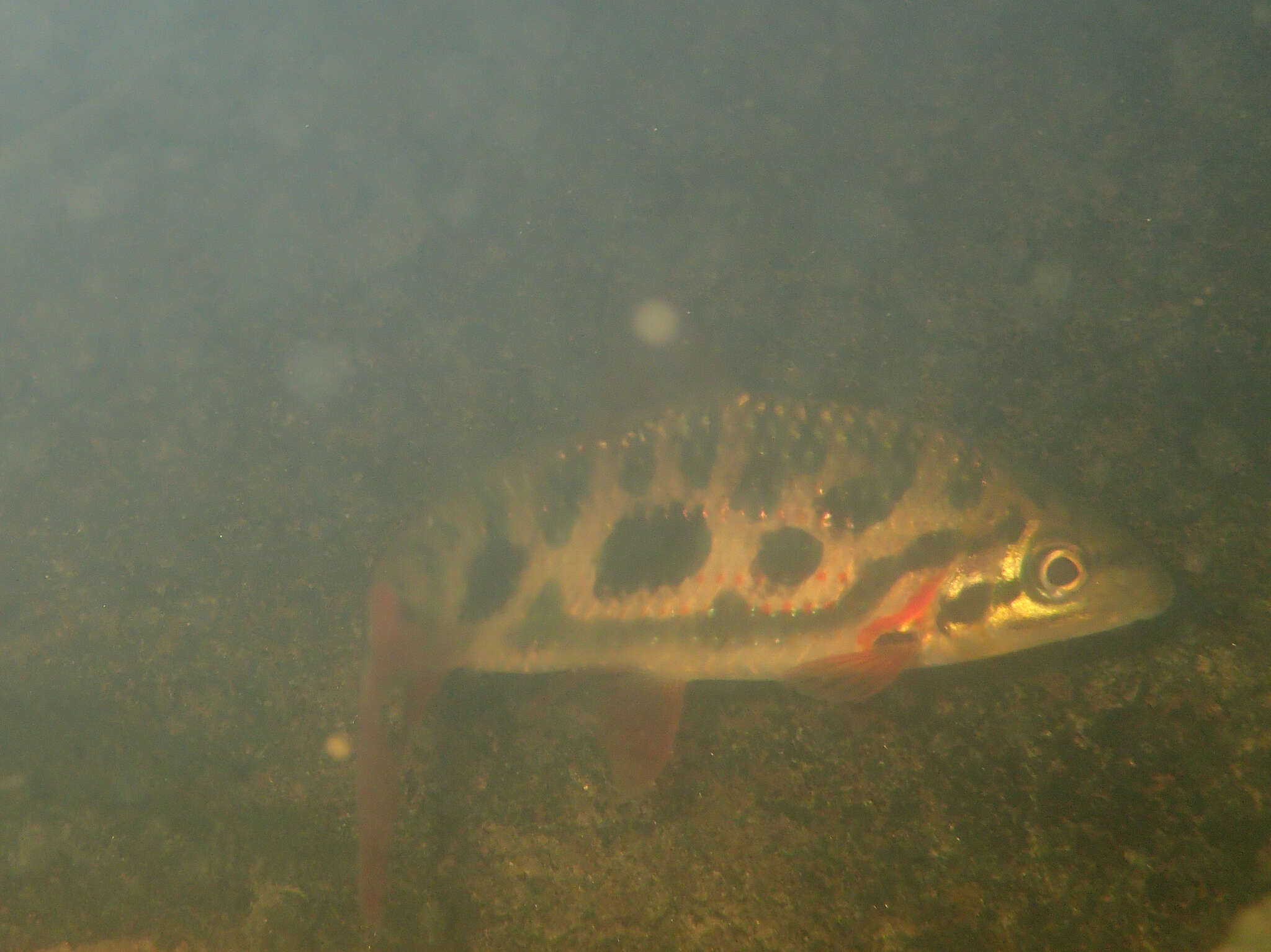 Image of Leporinus granti Eigenmann 1912