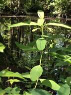 Image of Greater St. John's-Wort