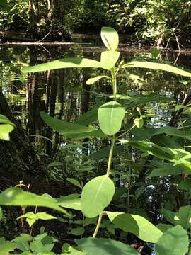 Image of Greater St. John's-Wort