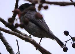 Pachyramphus aglaiae (Lafresnaye 1839) resmi