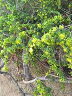 Image of Pimelea serpyllifolia subsp. serpyllifolia