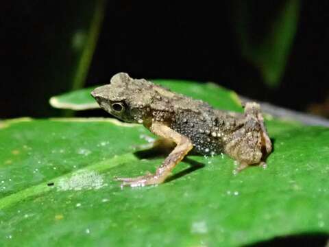 Image of Kadamaian Stream Toad