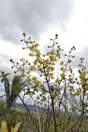 Image of terrestrial cowhorn orchid