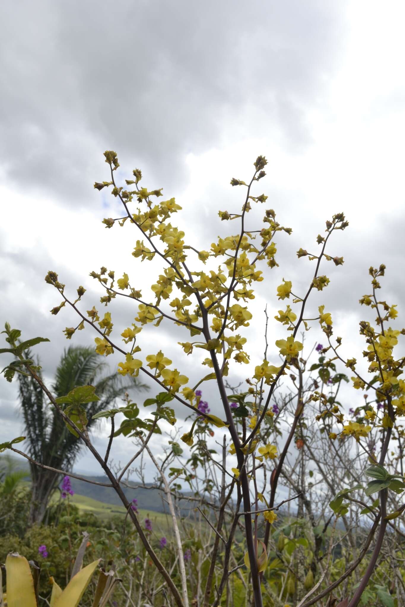 Image of terrestrial cowhorn orchid