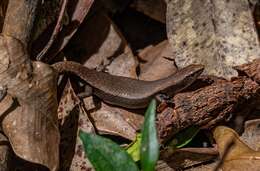 Image of Plain-backed Sunskink