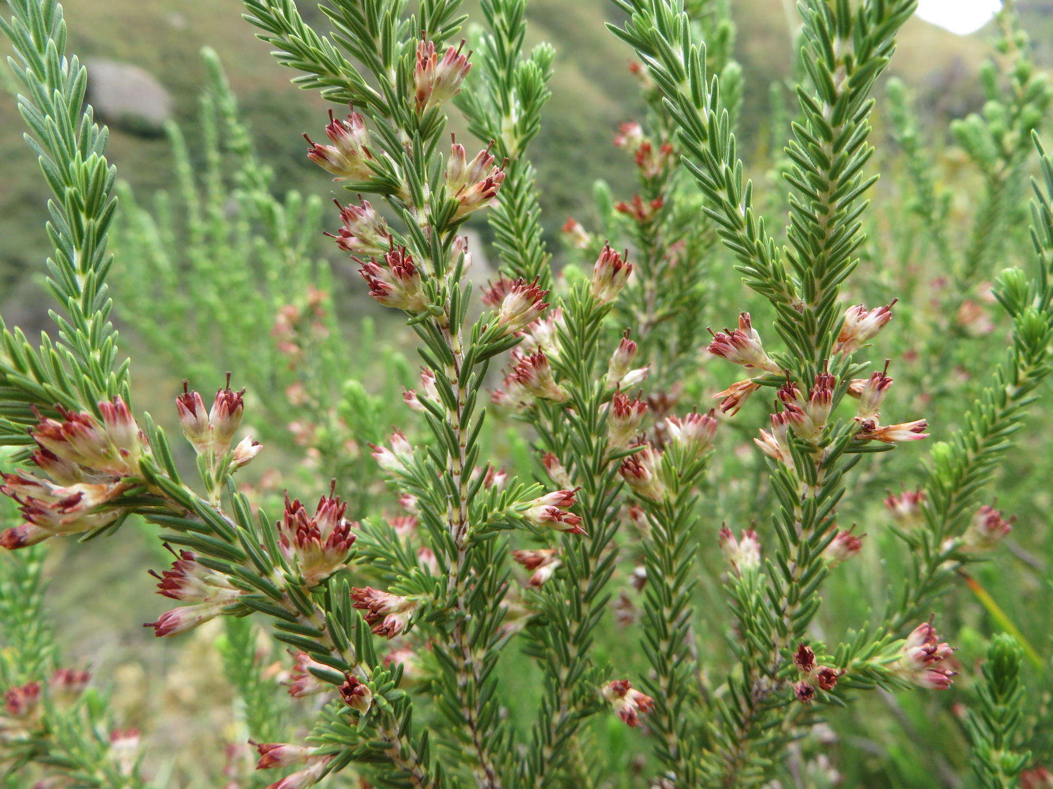 Plancia ëd Erica straussiana Gilg