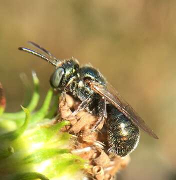 Imagem de Ceratina strenua Smith 1879