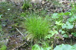 Imagem de Carex bromoides Willd.