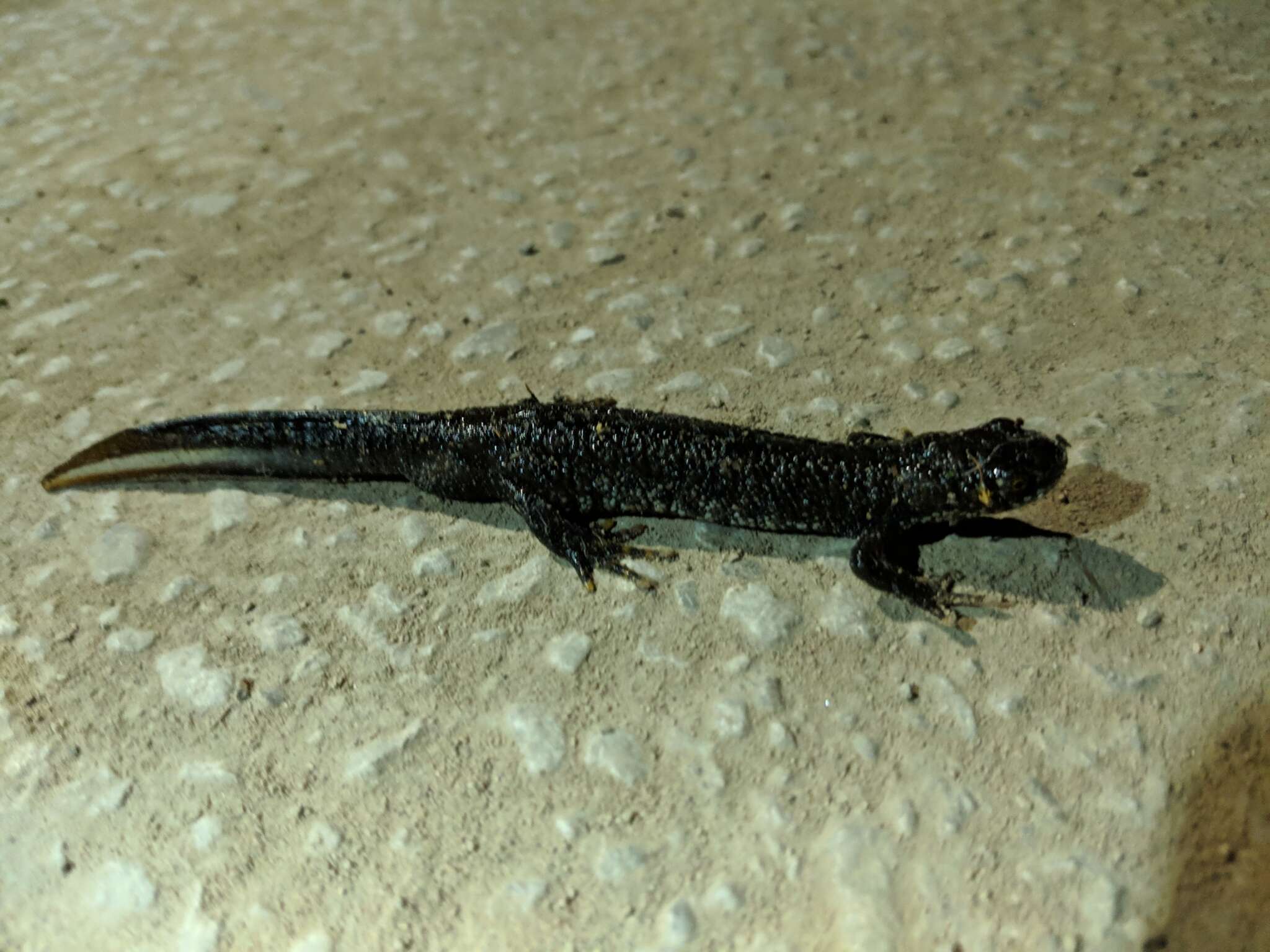 Image of Great Crested Newt