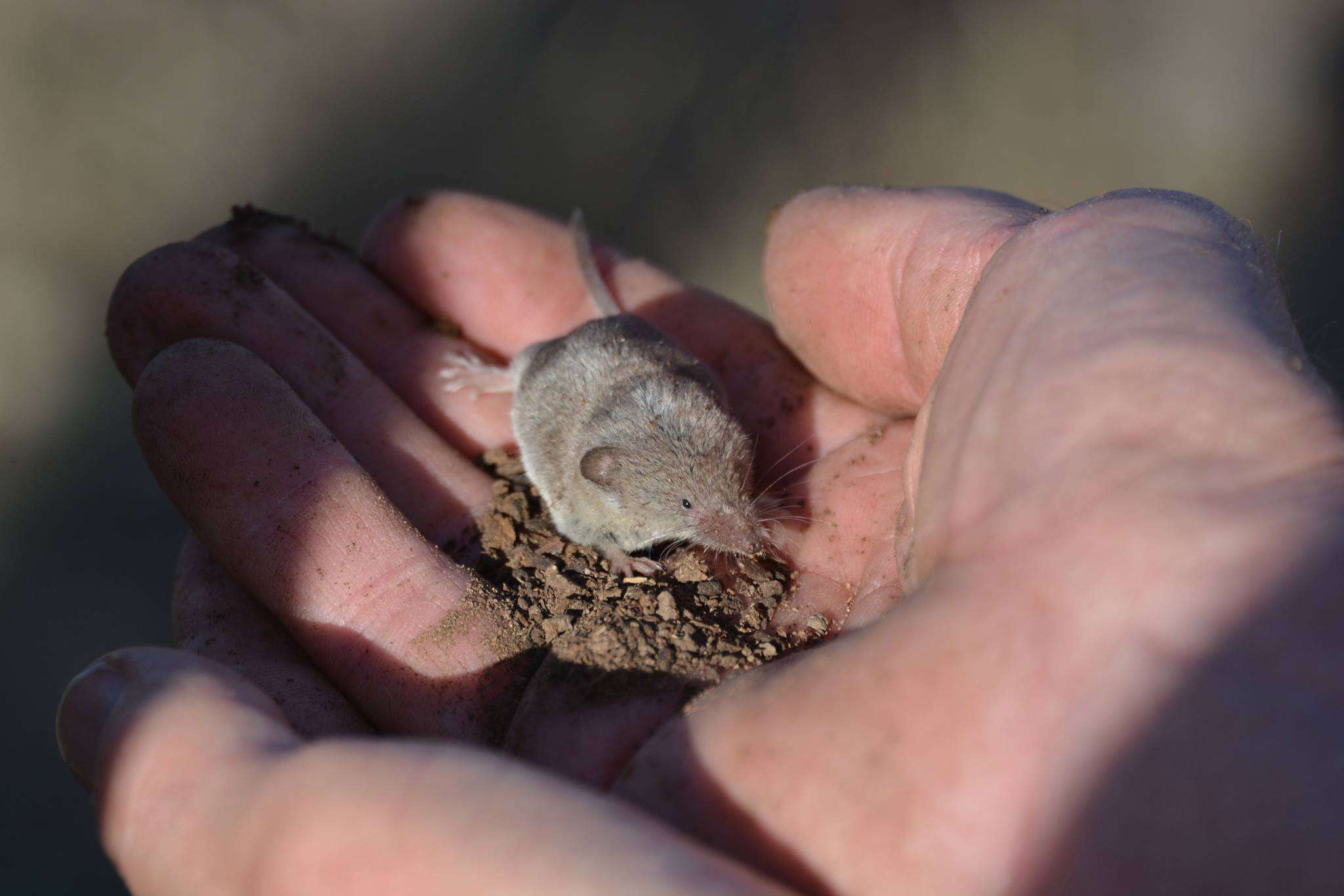 Image of Cockrum's Grey Shrew