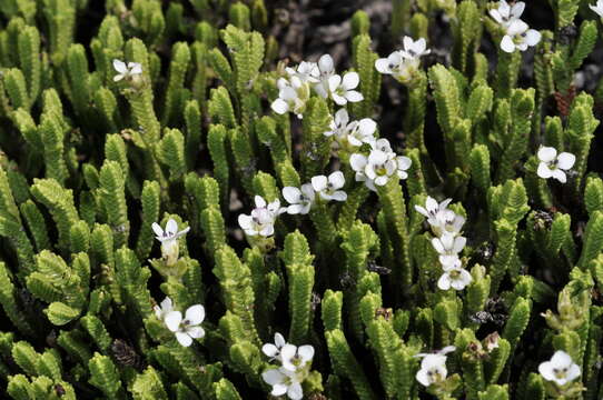 Image of Veronica tetrasticha Hook. fil.