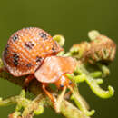 Image of Elytrogona quatuordecimmaculata (Latreille 1802)