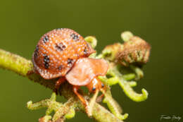 Image of Elytrogona quatuordecimmaculata (Latreille 1802)