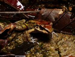 Image of Thoropa taophora (Miranda-Ribeiro 1923)