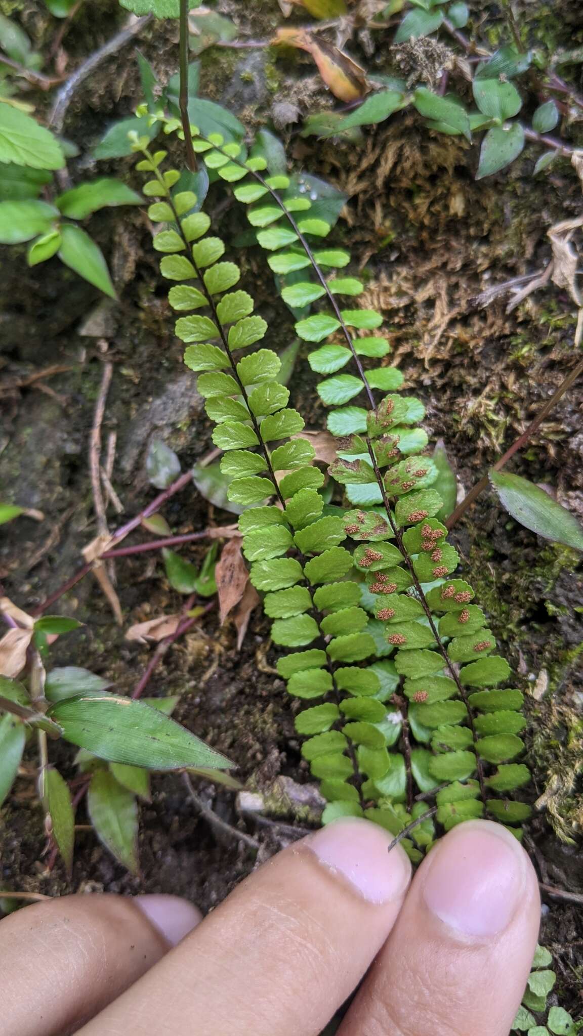 Слика од Asplenium tripteropus Nakai