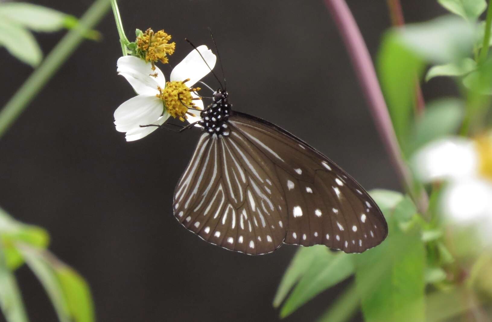 Euploea mulciber barsine Fruhstorfer 1904的圖片