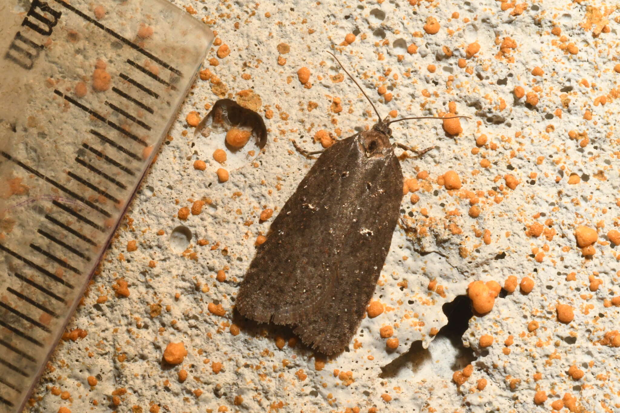 Acleris caliginosana Walker 1863的圖片