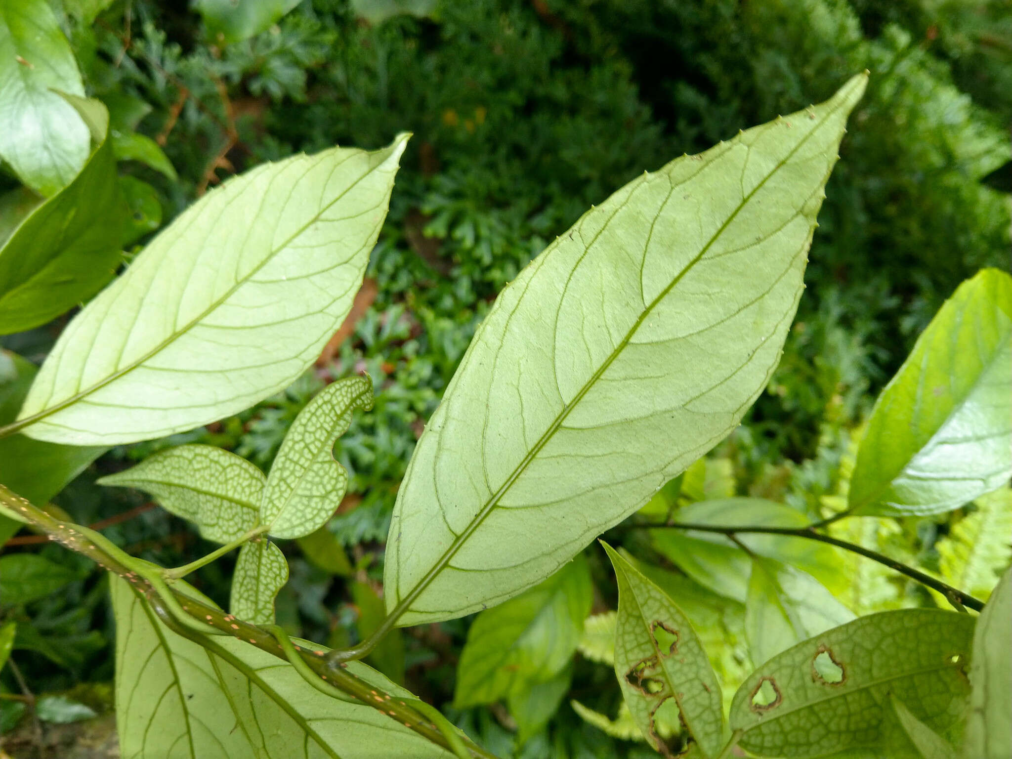 Слика од Maesa japonica (Thunb.) Moritzi & Zoll.