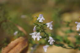 صورة Clinopodium nepeta subsp. nepeta