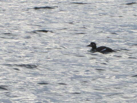 Image of Velvet Scoter