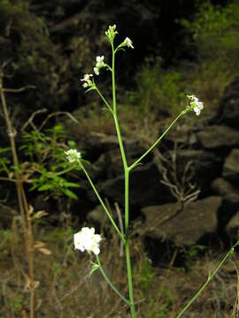 Image of Crambe laevigata DC. ex H. Christ