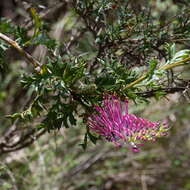 Image of Grevillea acanthifolia subsp. acanthifolia