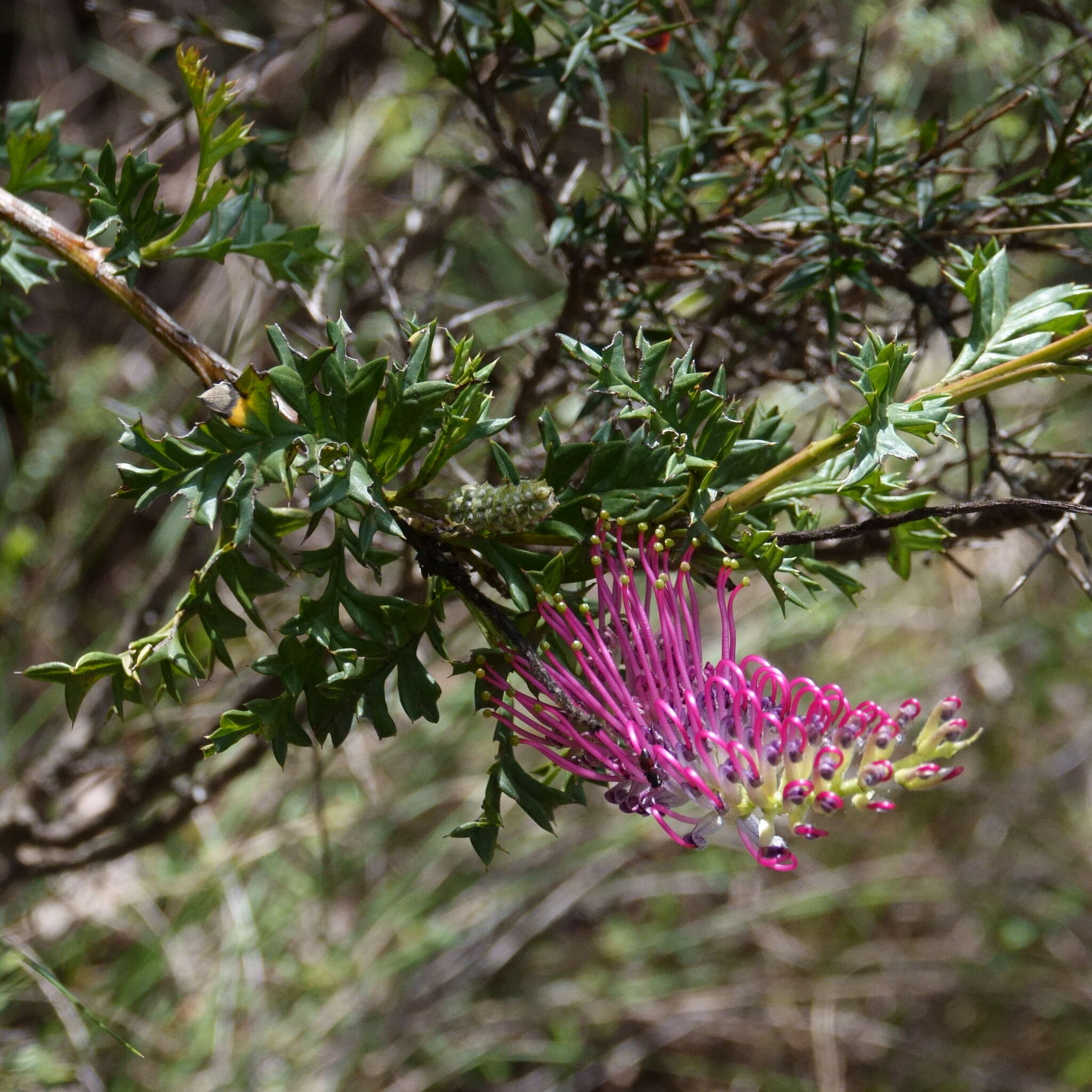 Image of Grevillea acanthifolia subsp. acanthifolia