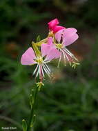 Imagem de Oenothera suffulta subsp. nealleyi (J. M. Coult.) W. L. Wagner & Hoch