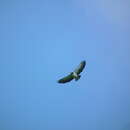 Image of Buteo brachyurus brachyurus Vieillot 1816