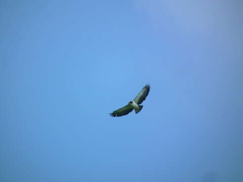 Image of Buteo brachyurus brachyurus Vieillot 1816