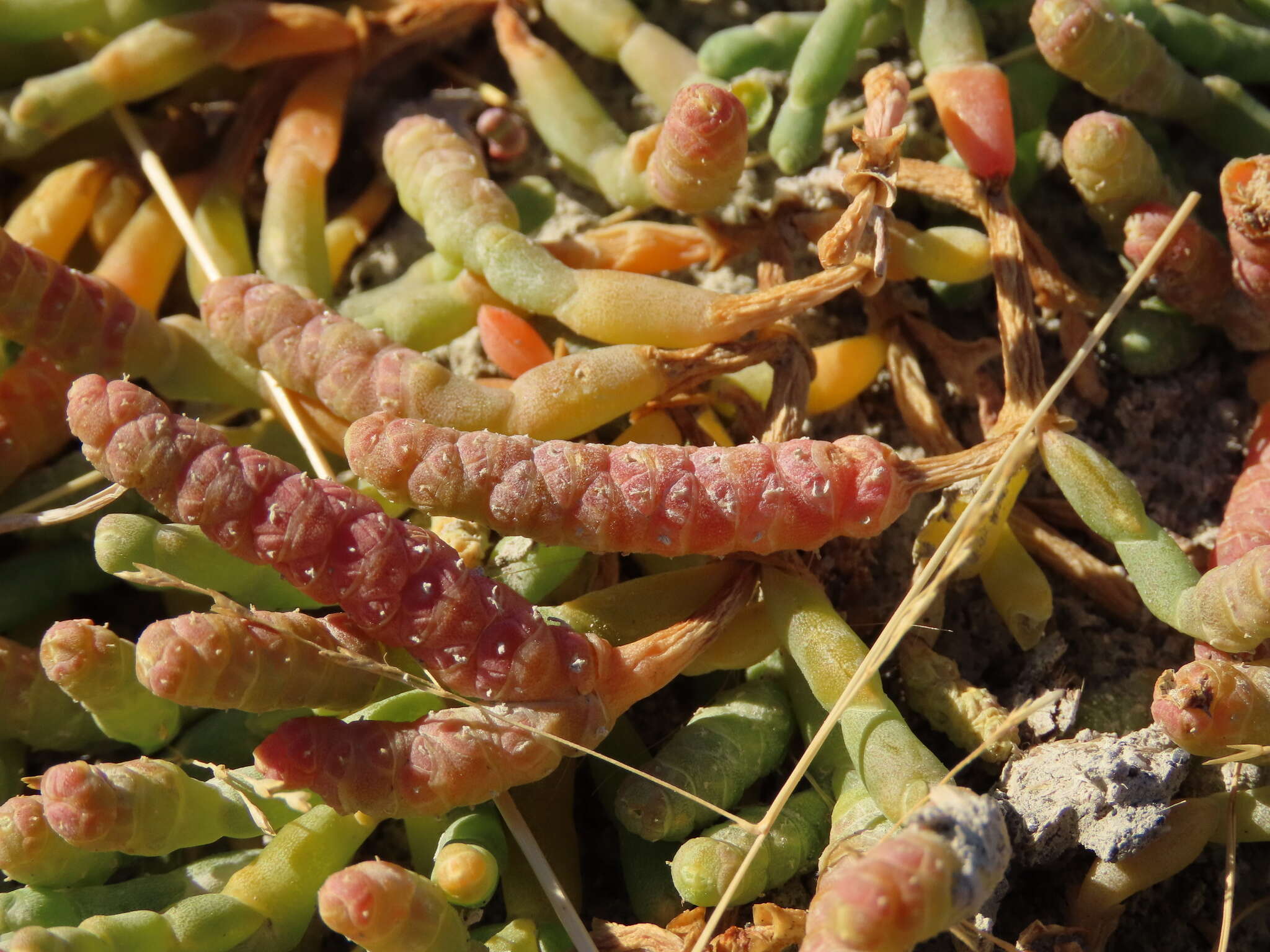 Image of Salicornia magellanica Phil.