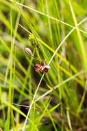 Image de Eulophia tenella Rchb. fil.