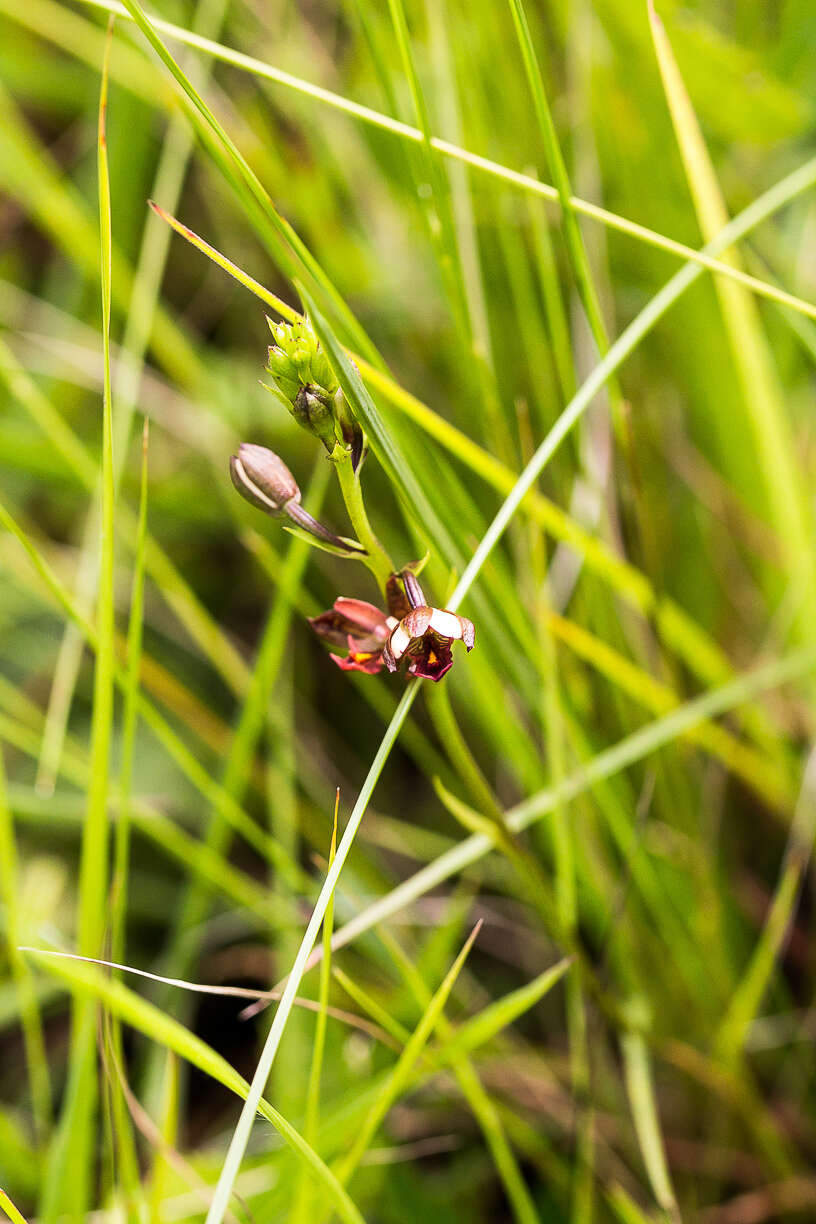 Image de Eulophia tenella Rchb. fil.