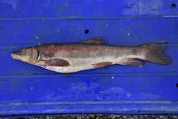 Plancia ëd Catostomus catostomus (Forster 1773)