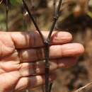 Image of Euphorbia pycnostegia var. zornioides (Boiss.) Santapau