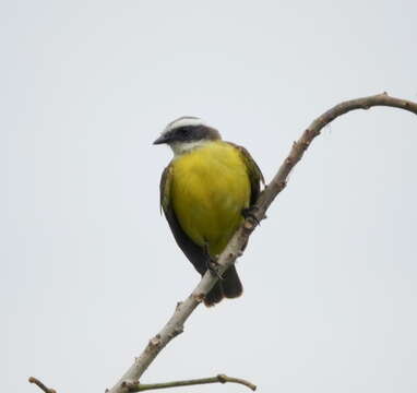 Image of Myiozetetes similis texensis (Giraud Jr 1841)