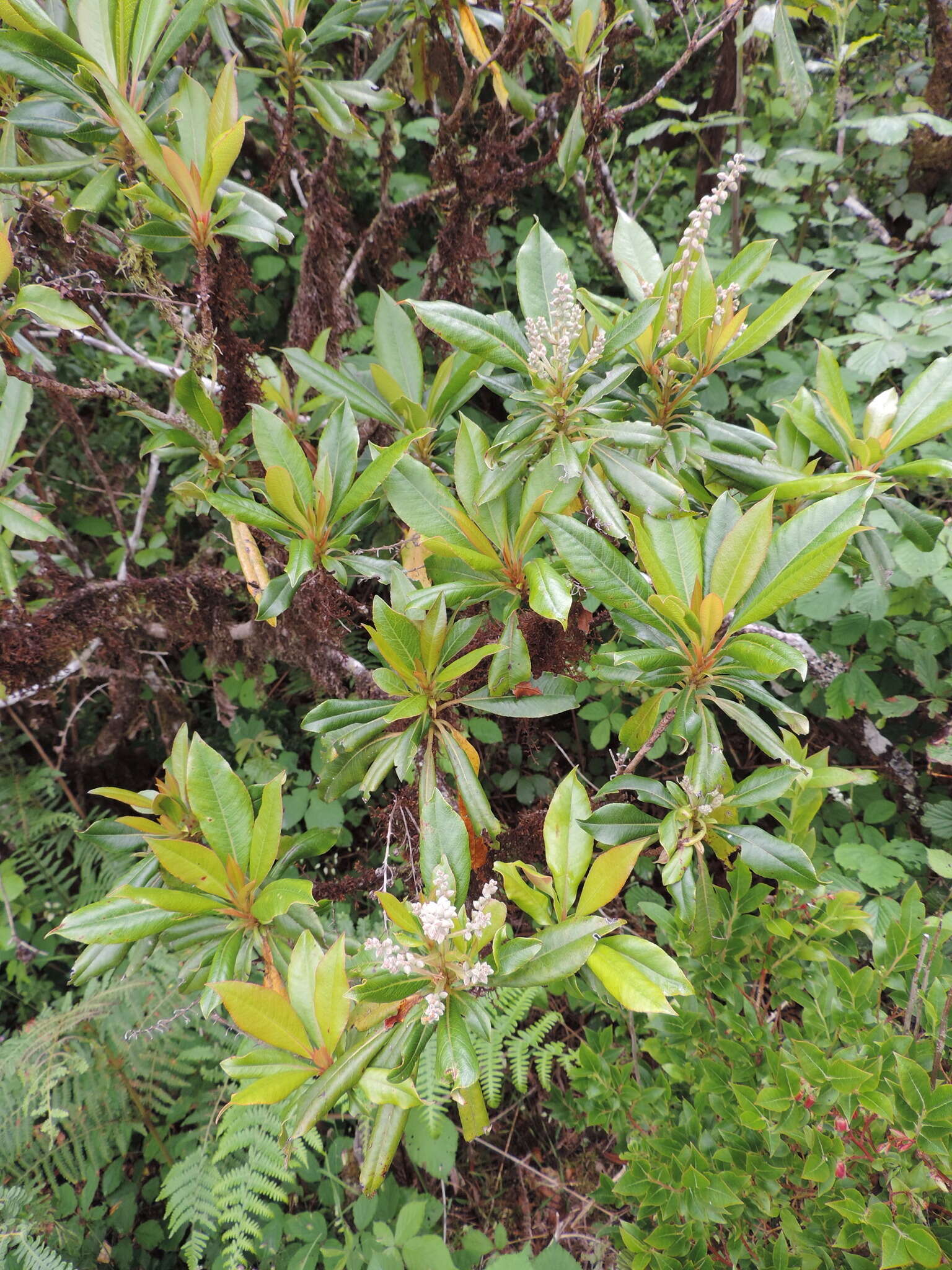 Image of Clethra arborea Aiton