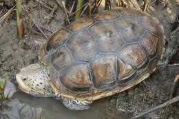 Image of Malaclemys terrapin littoralis (Hay 1904)